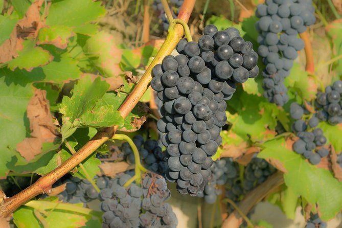 wine-tour-bolgheri-half-day-shore-excursion-from-piombino-port