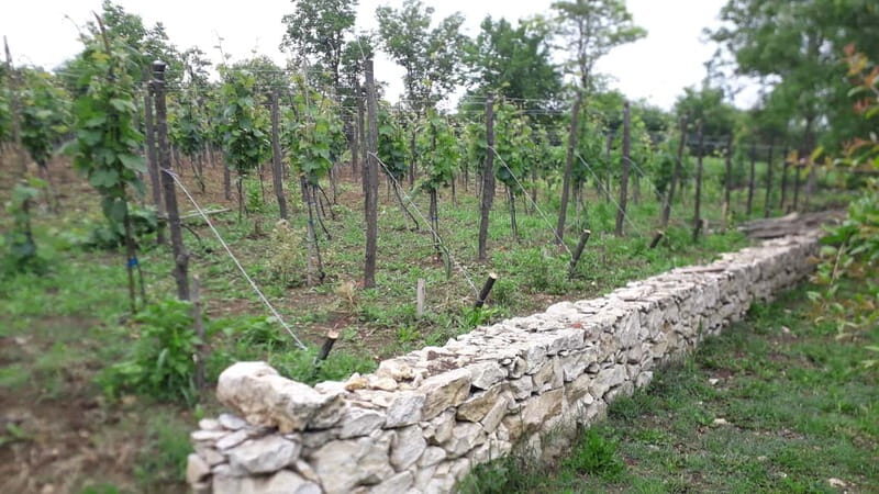 Wine Tour by Winemaker - Exploring the Georgian Wine Tour by Winemaker: A Deep Dive into Authentic Flavors and Traditions