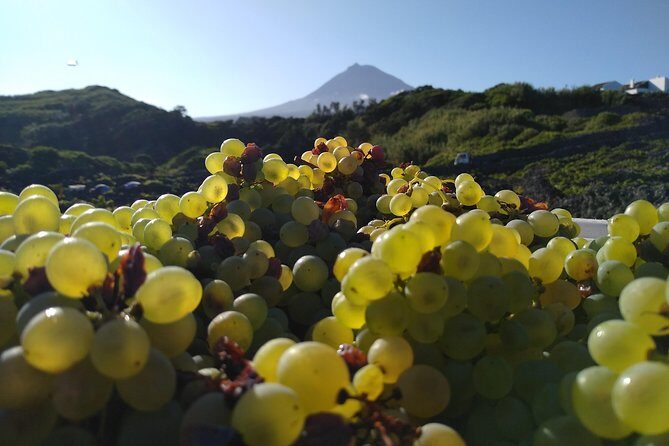 Wine Tour - The Food and Drink Experience