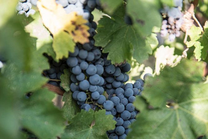 wine-tour-experience-at-agricola-tamburini-2