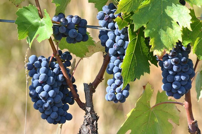 wine-tour-experience