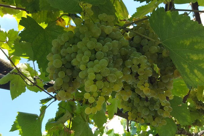 wine-tour-experience-for-family-or-friends-group