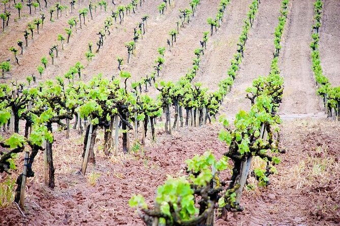 wine-tour-in-azeitao-and-setubal-with-arrabida-beaches