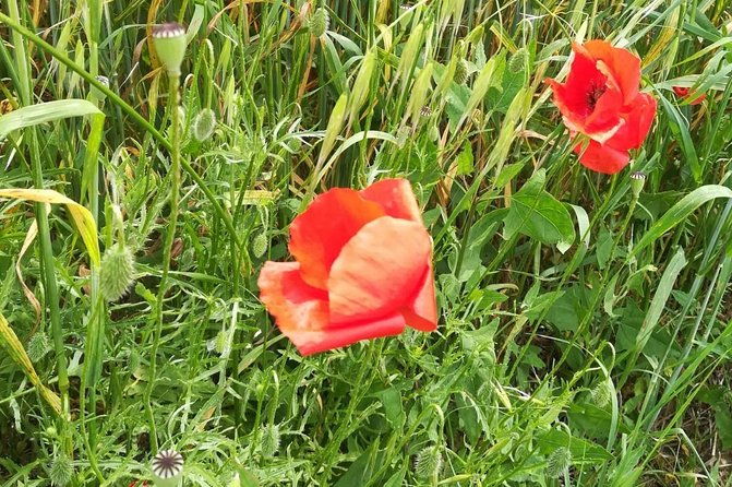 wine-tour-in-chianti-and-visit-of-san-gimignano-for-small-groups