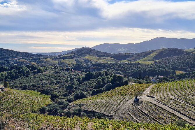 wine-tour-in-roussillon-picnic-tasting-day