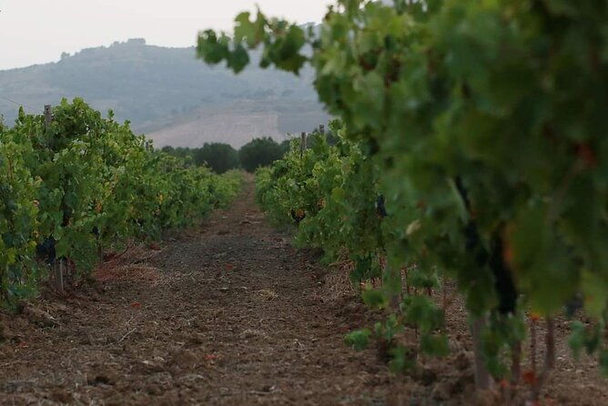 wine-tour-in-the-historic-baglio-florio-adamo-with-lunch