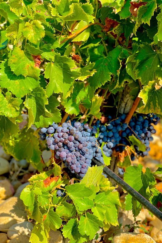 wine-tour-on-the-way-to-chateauneuf-du-pape
