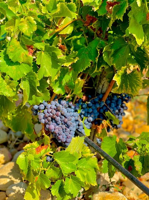 wine-tour-on-the-way-to-chateauneuf-du-pape