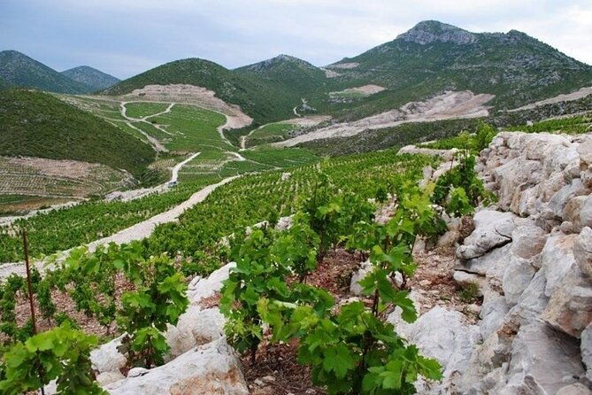 wine-tour-peninsula-peljesac