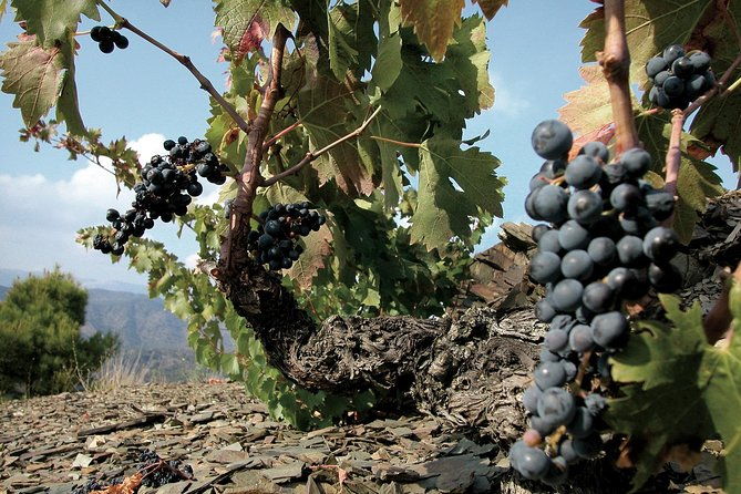 wine-tour-priorat-visit-2-top-wineries-wine-tasting-gourmet-lunch