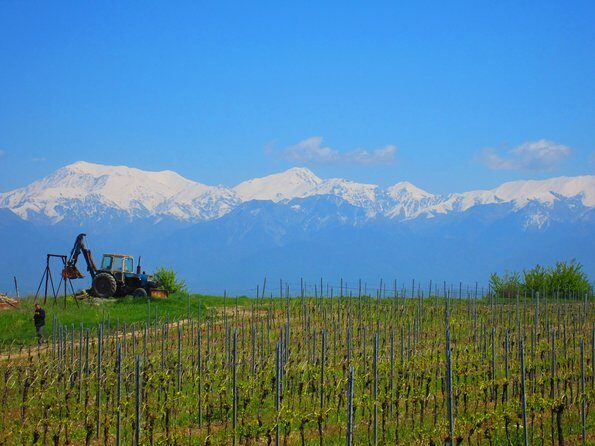 Wine Tour Qabala with Local Lunch - Key Points