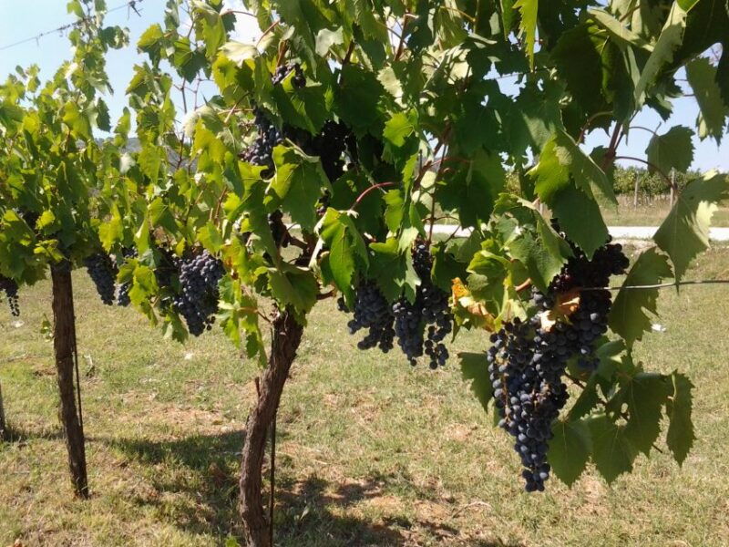 wine-tour-spello-in-tuk-tuk-english-spanish