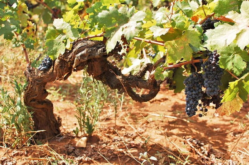 Wine Tour "The pearls of Manduria" - Practical Details and Considerations