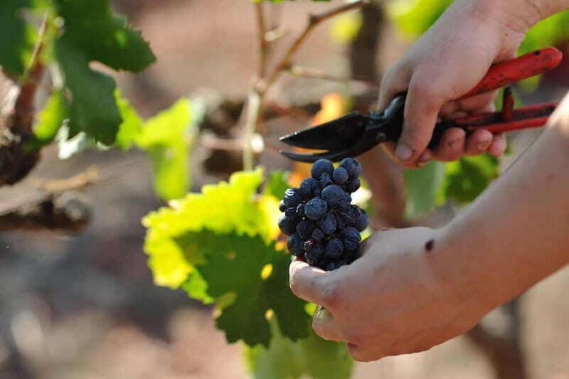 Wine Tour "The pearls of Manduria" - Final Verdict