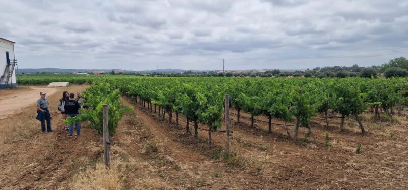 Wine Tour, Tiles Factory near Lisbon - Authentic Experiences: What Reviewers Say