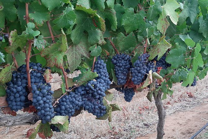 Wine Tour to Stellenbosch & Franschhoek with Tastings & Lunch - Who Would Love This Tour?