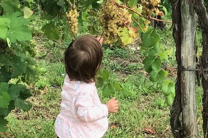 wine-tour-whit-wine-tasting