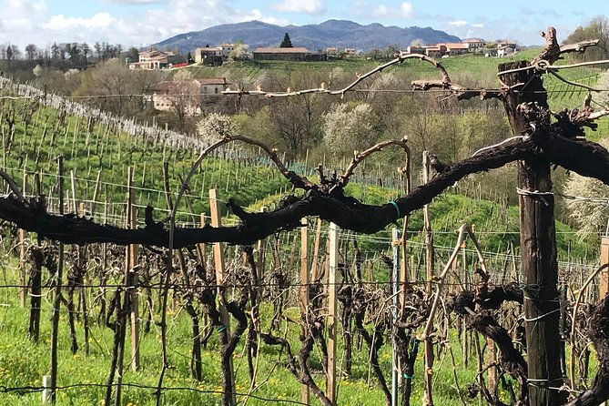 wine-tour-whit-wine-tasting