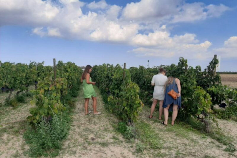 wine-tour-with-tasting-and-transfer