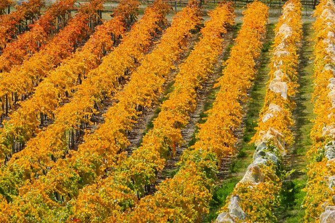 Wine Tour with Wine Tasting from Wanaka - Practical Details to Keep in Mind