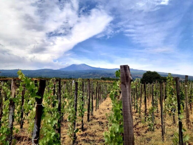wine-tour-with-wine-tasting