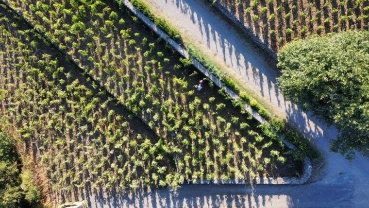 wine-tour-with-wine-tasting
