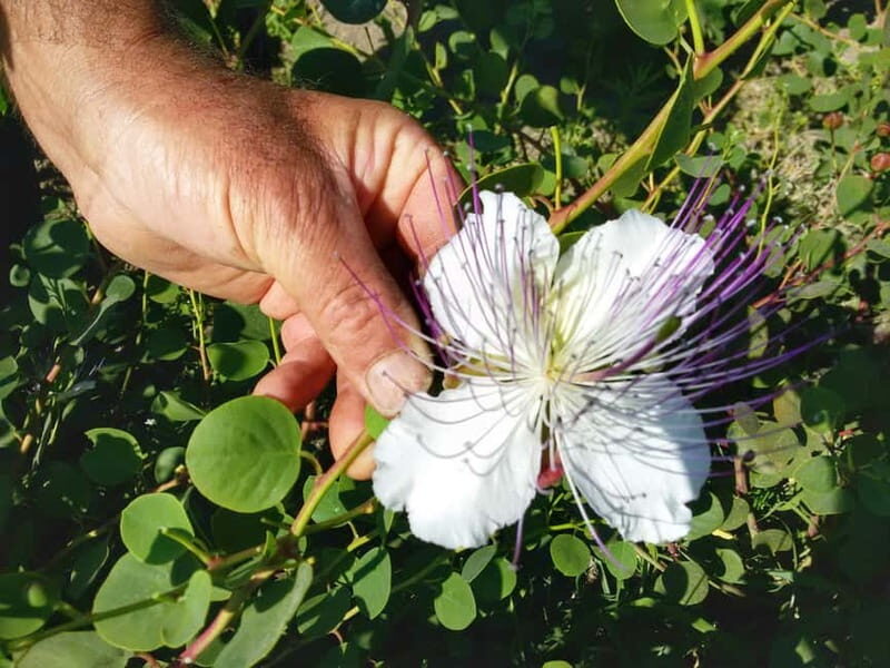 Wine Trekking in Salina: Walk and Tasting of Local Products - An Authentic Taste of Salina’s Vineyards and Culture