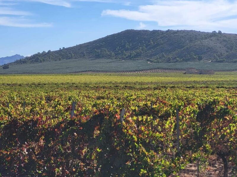 wine-trip-in-the-alicante-region-served-4-courses-lunch