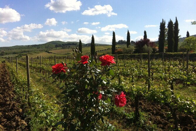 wineries-tour-and-wine-tastings-in-chianti-hills-from-florence-2