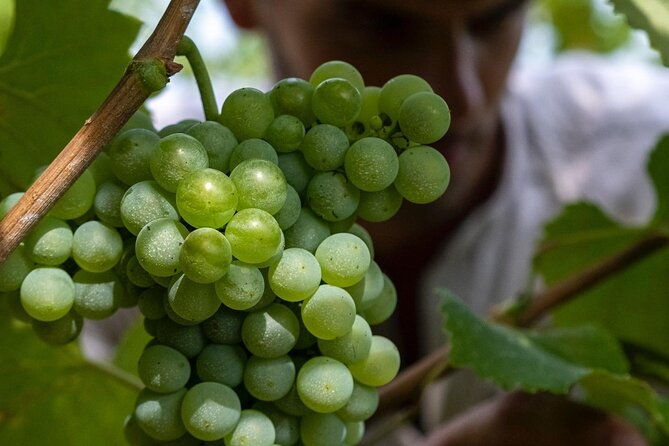 winery-tour-and-tasting