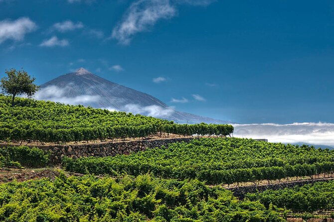 winery-tour-and-tasting-in-tenerife-with-the-sommelier