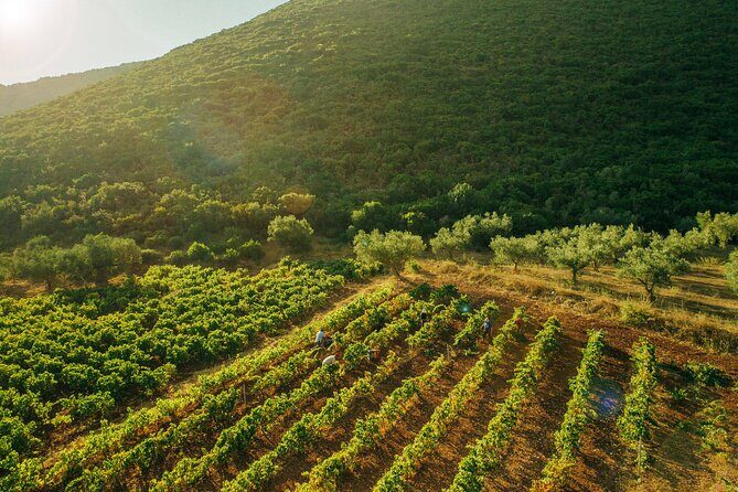 Winery Tour and Tasting in Zakynthos with the Winemaker - Exploring the Authentic Zakynthos Winery Experience