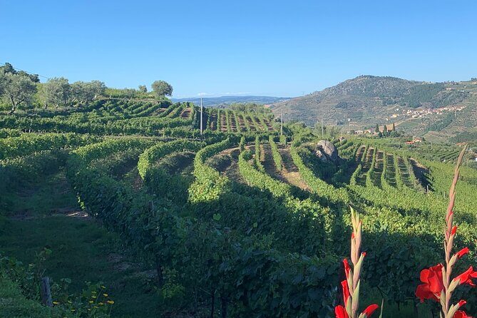 Winery Tour and Wine Tasting Quinta da Portela de Baixo in Lamego - Who Is This Tour Best For?