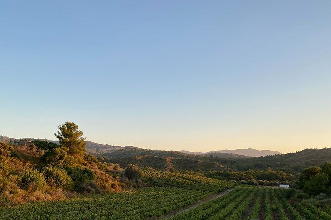 winery-tour-tasting-and-cooking-with-the-winemaker-in-rhodes