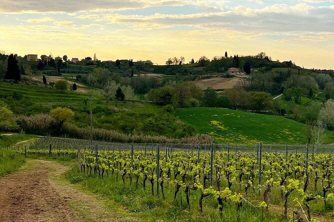 winery-tour-tasting-in-pisa-countryside