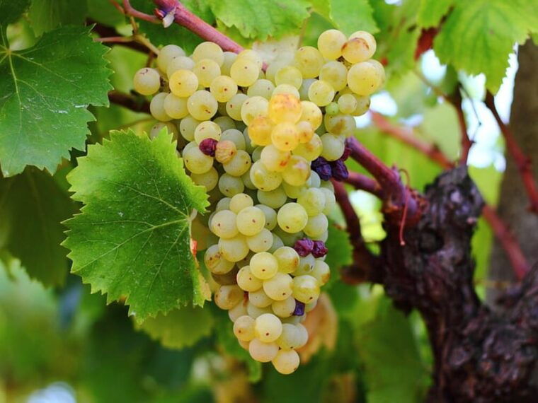 winery-tour-tasting-with-food-at-castelli-romani