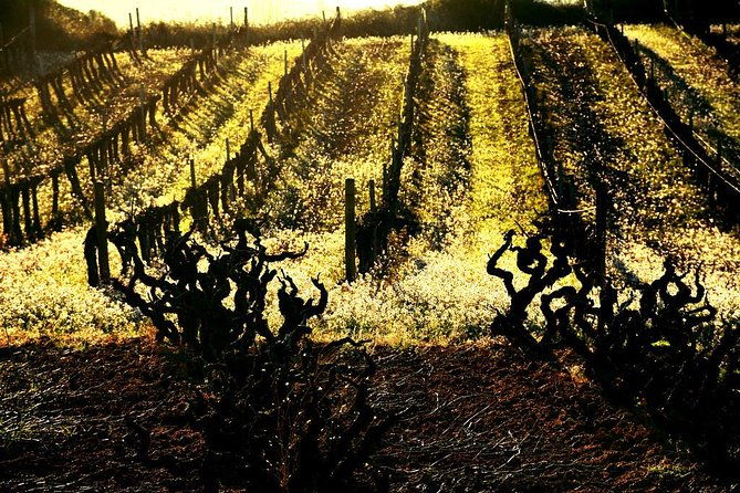 winery-tour-with-private-luxury-vehicle-from-barcelona-with-hotel-pick-up