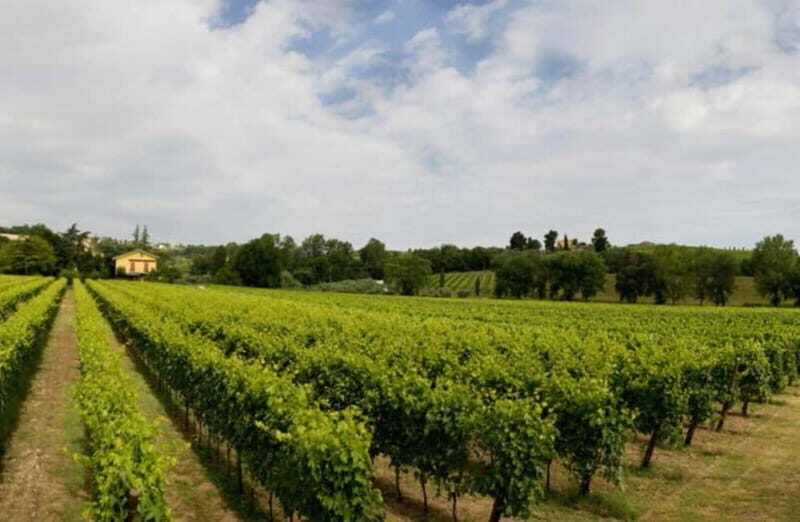 Winery Tour with Wine & Food Tasting near Riccione & Rimini - How This Tour Enhances Your Emilia-Romagna Visit