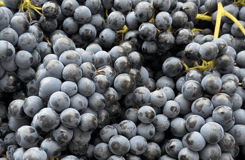 winery-visit-on-parma-hills-wine-tasting-with-food-platter
