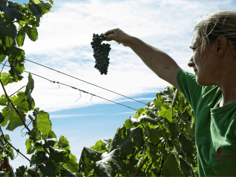 winery-visit-tasting-near-grosseto-with-6-wines