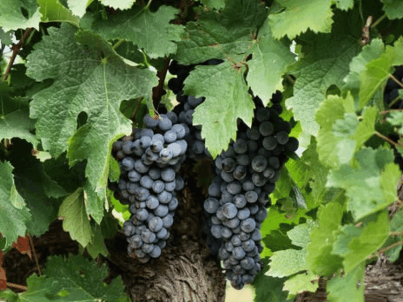 winery-visit-tasting-near-grosseto-with-6-wines