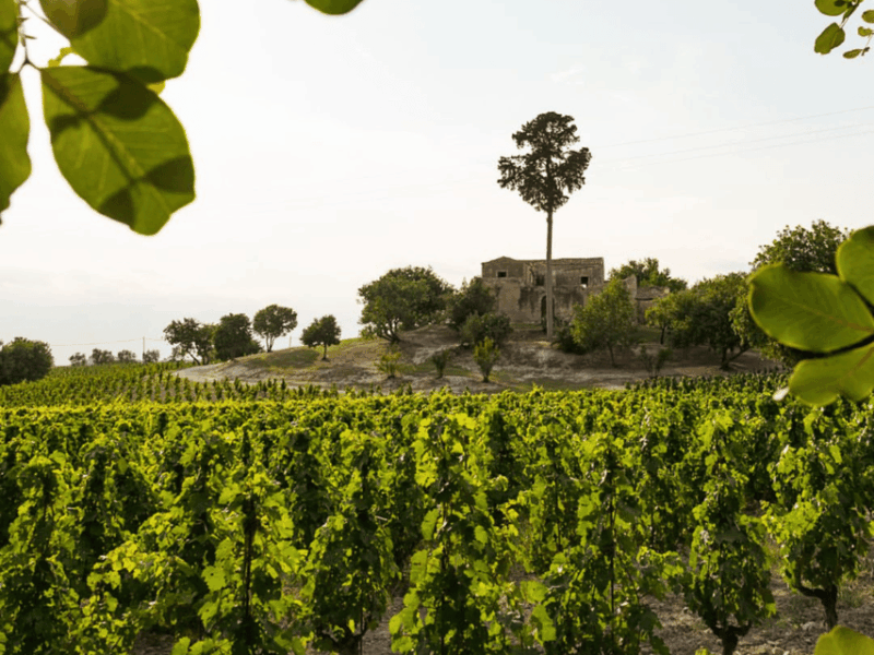 winery-visit-tasting-near-grosseto-with-6-wines