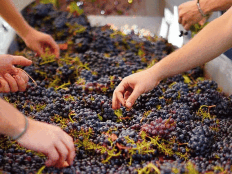 winery-visit-tasting-near-grosseto-with-6-wines