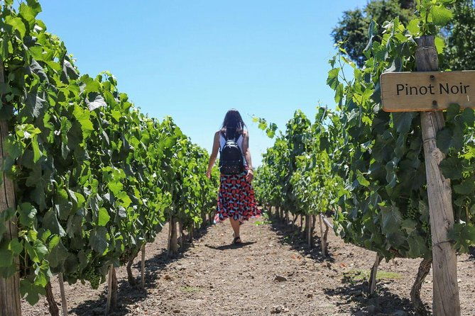wines-and-paisajes-unique-experience-in-concha-and-toro