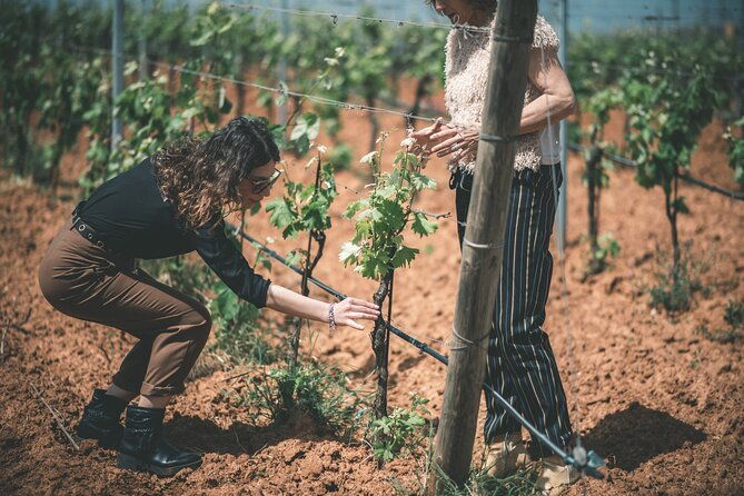 wines-and-typical-products-in-the-lands-of-frederick-ii