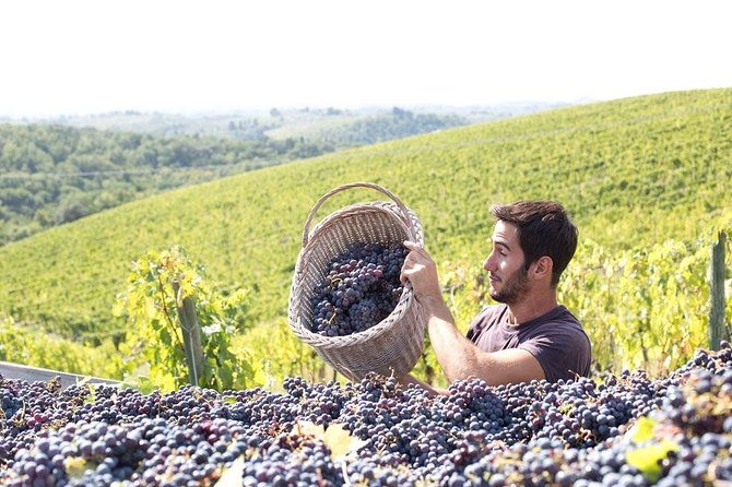 wines-cheeses-bruschettas-tasting-in-chianti-tour-at-the-winery-included-2