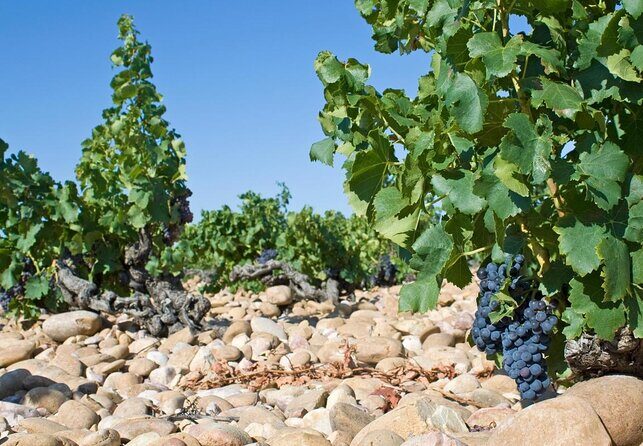 Wines from Châteauneuf-du-Pape and surrounding areas in 1/2 day - Review of the Wines from Châteauneuf-du-Pape and Surrounding Areas in 1/2 Day