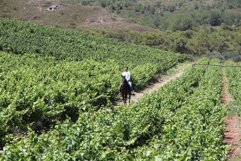 Wines of Rhodes: Traditional Wine Tasting in the vineyards - Frequently Asked Questions