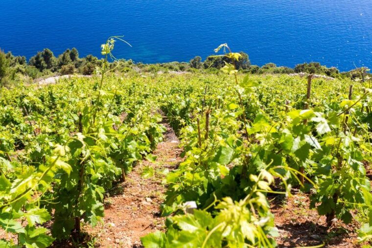 winetasting-in-konavle-valley-and-gastro-tour-from-dubrovnik