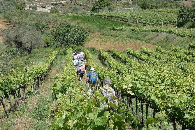 winetasting-tour-in-alpeta-winery-roshnik-village-by-1001-albanian-adventures